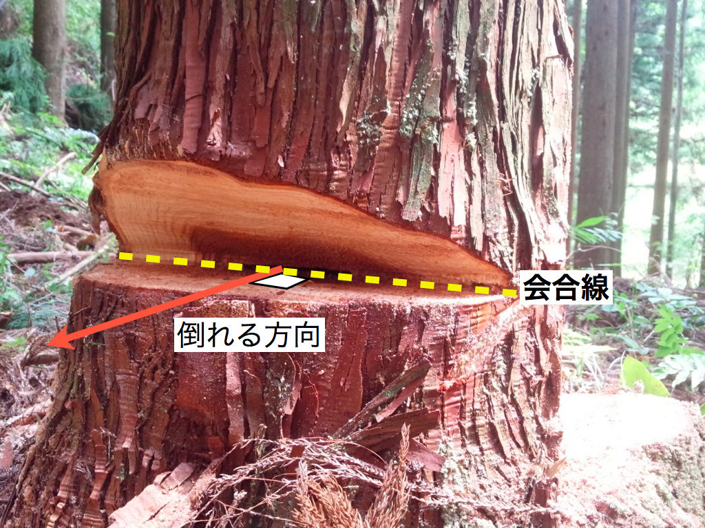 伐倒 林業でいちばん基本的な木の倒し方 追い口切り と 木が倒れるしくみ きこりやろう