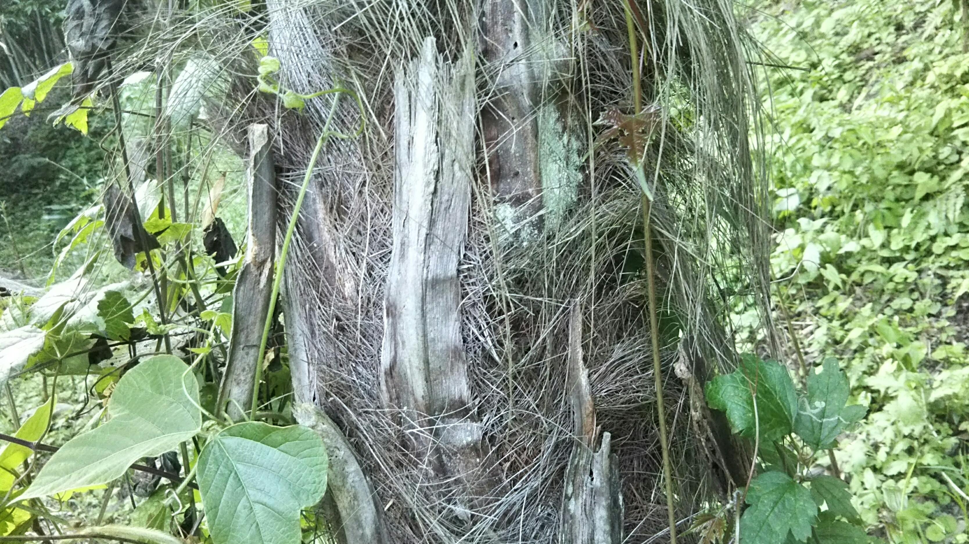 伐倒 棕櫚 シュロ の木を切るときは表皮の繊維に注意 きこりやろう